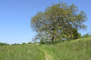 Kräuterspaziergänge - Wild- & Heilpflanzen entdecken in Bad Vilbel