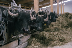 MGH Gutes aus Hessen-Spezial: Hofführung auf dem Marienhof „organic farming“ in Selters – Blick hinter die Kulissen