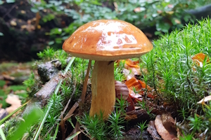 Pilzlehrwanderungen im Herbst - Im Frankfurter Stadtwald, Vordertaunus, Rodgauer Wald & Rodenbacher Forst