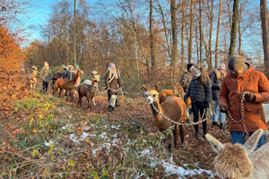 Foto: Kunznickel Alpakas