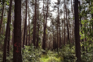 Grüne Auszeit – Wildkräuter & Waldbaden