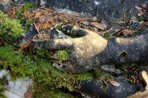 Allerseelen auf dem Hauptfriedhof – Vom Fegefeuer, Totenkult & vergessenen Ritualen